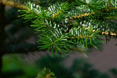 Abies veitchii - jedle veitchova - jehlice